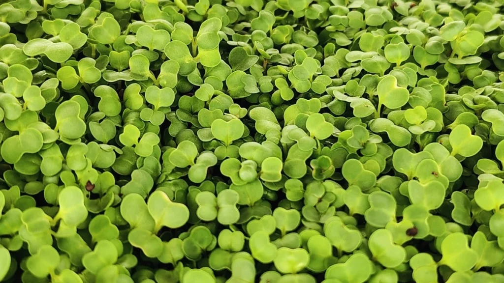 Turnip Microgreens