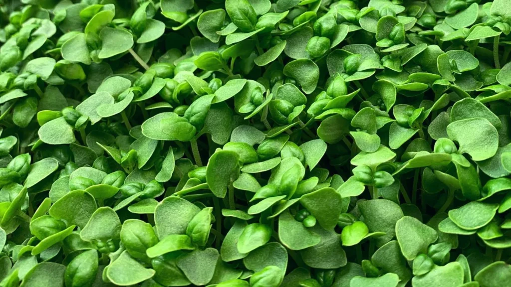 How to Grow Basil Microgreens: Health Benefits and Easy Recipes