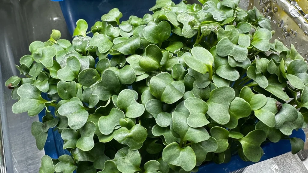 How to Grow Broccoli Microgreens at Home: Nutrition, Health Benefits & Recipes