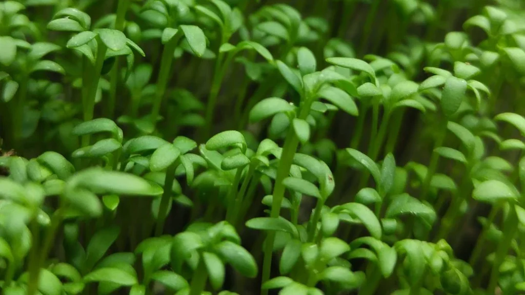 How to Grow Cress Microgreens: A Complete Guide from Seed to Harvest