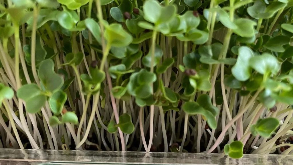 Kale Microgreens