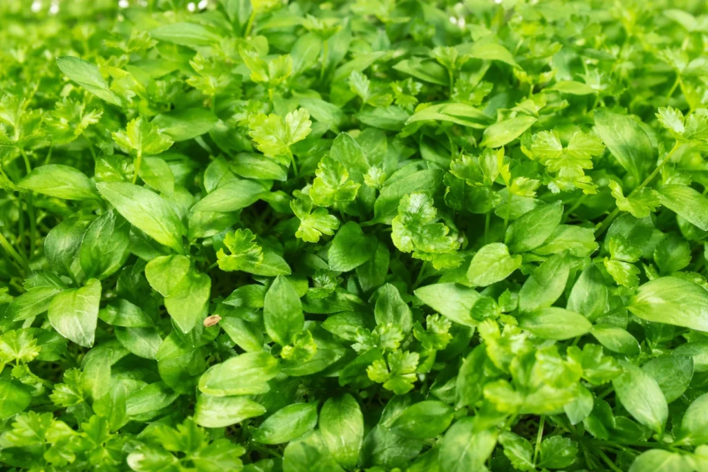 How to Grow Parsley Microgreens: Health Benefits & Easy Recipes