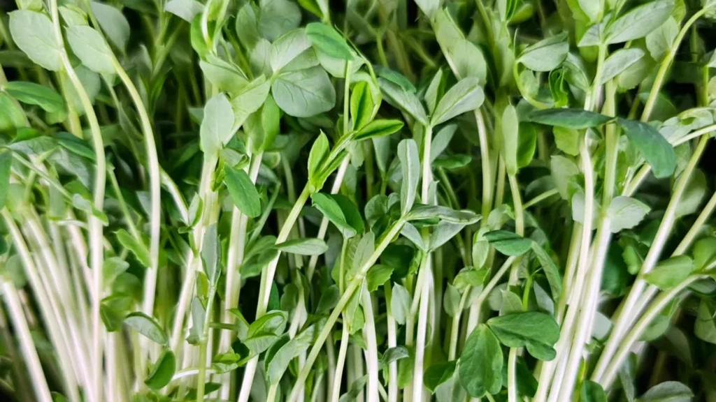 How to Grow Pea Microgreens: A Simple Step‑by‑Step Guide