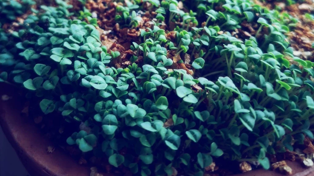 How to Grow Quinoa Microgreens at Home: Nutrition, Health Benefits & Easy Recipes