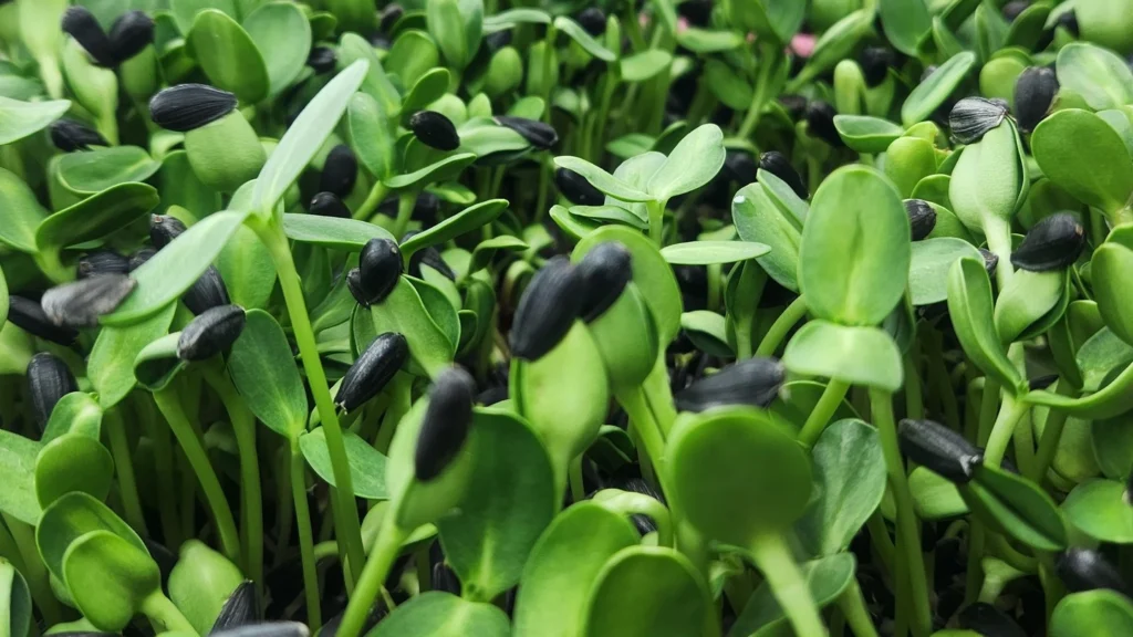 Sunflower Microgreens