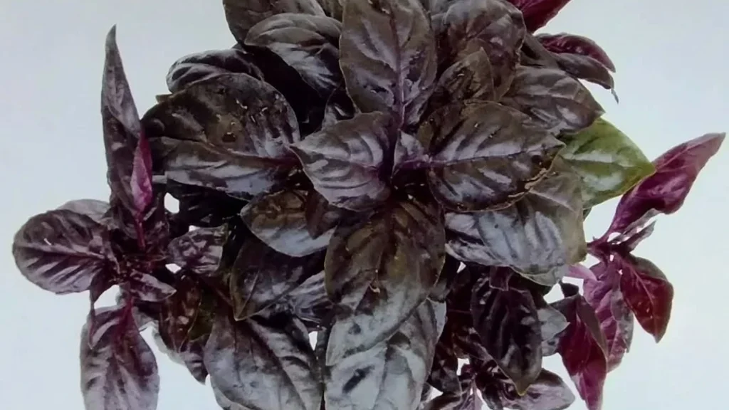 How to Grow Dark Opal Basil Microgreens: Benefits and Recipes