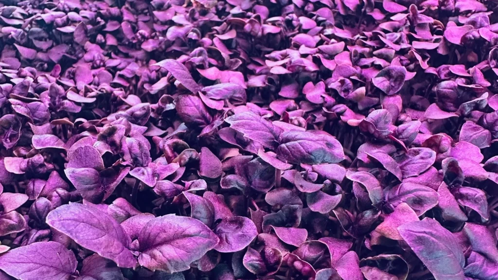 How to Grow Purple Basil Microgreens: Recipes and Benefits