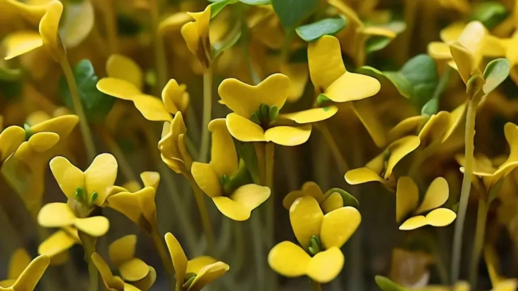 Mustard Wasabi Microgreens