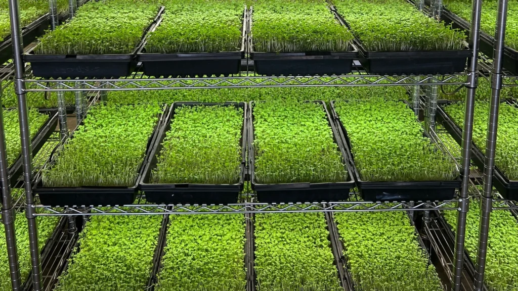 The “Tray Journey” Method: Build Your Farm Like a Tight Kitchen